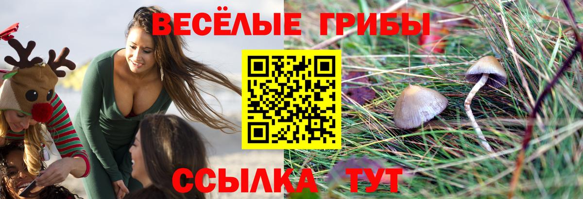 Галлюциногенные грибы Psilocybe Ахтубинск